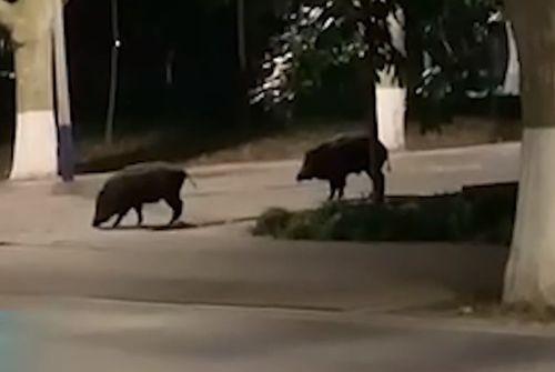 武汉爬楼梯爆料视频大全,揭秘城市生活百态 第2张 武汉爬楼梯爆料视频大全,揭秘城市生活百态 第2张